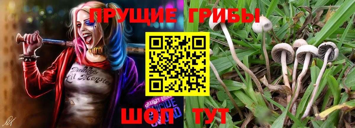 Псилоцибиновые грибы Cubensis  Галлюциногенные грибы Magic Shrooms  Пенза  Вход с VPN 